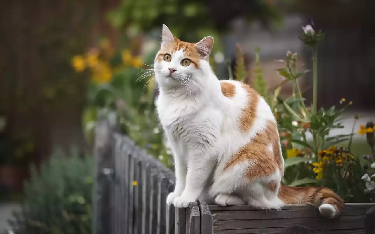 Gatti Ipoallergenici: Guida Completa per Chi Ha Allergie