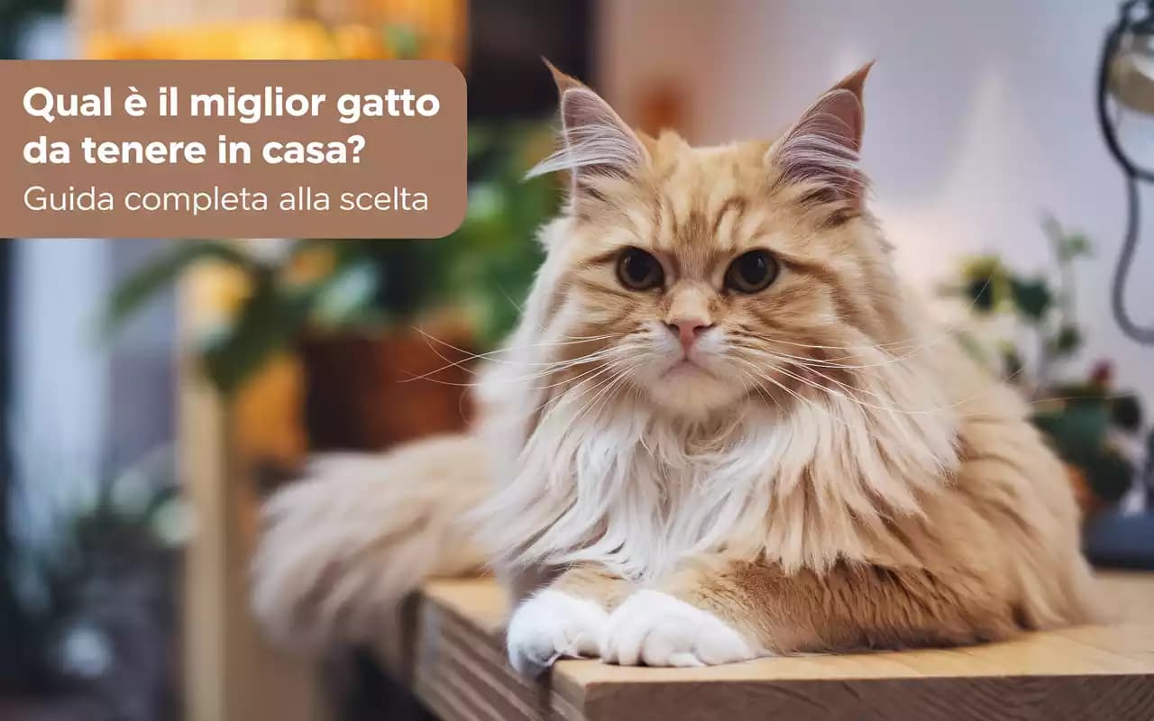 Qual è il Miglior Gatto da Tenere in Casa? Guida Completa alla Scelta